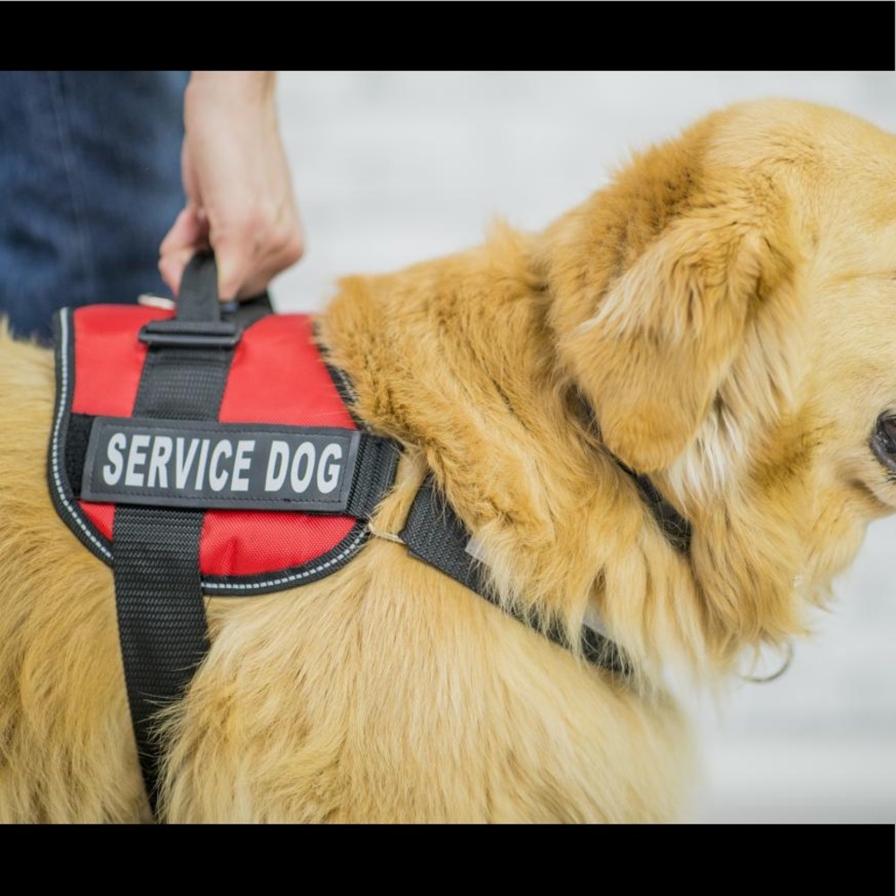 XS SERVICE DOG VEST